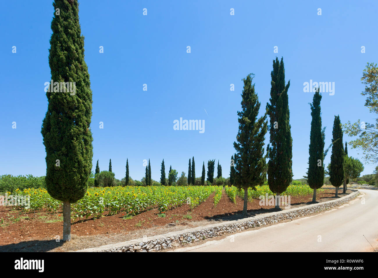 Santa Cesarea Terme, Pouilles, Italie - tournesols sur un champ avant la saison de récolte Banque D'Images
