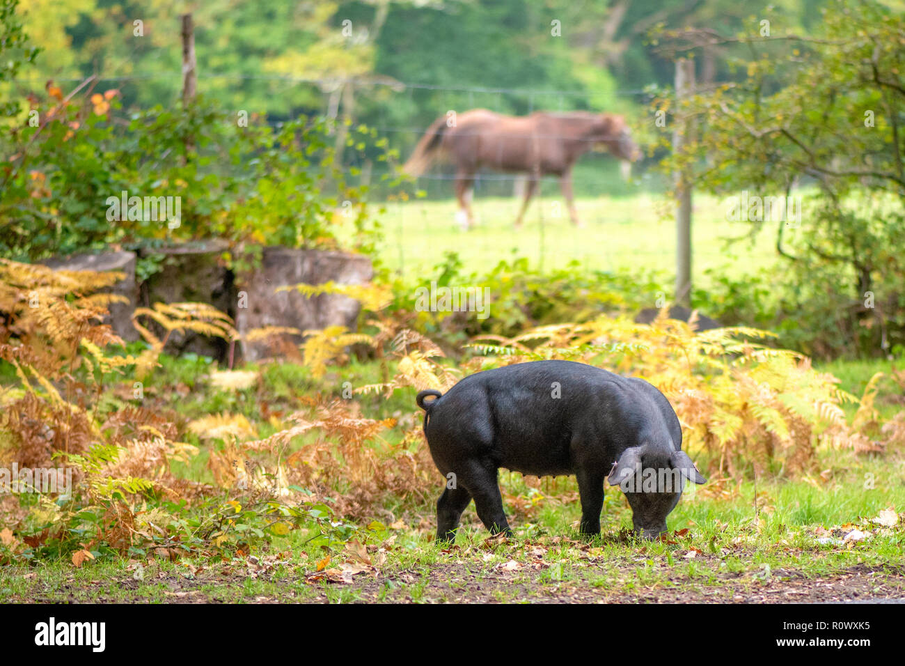 L'alimentation des porcs dans l'Acorns Parc national New Forest, Hampshire, Royaume-Uni, une pratique connue sous le nom de pannage Banque D'Images