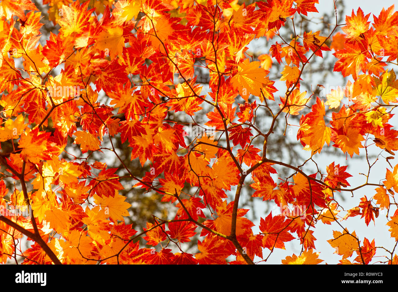 Image en gros plan de la ville animée de l'automne les feuilles colorées de l'érable japonais - Acer palmatum Banque D'Images