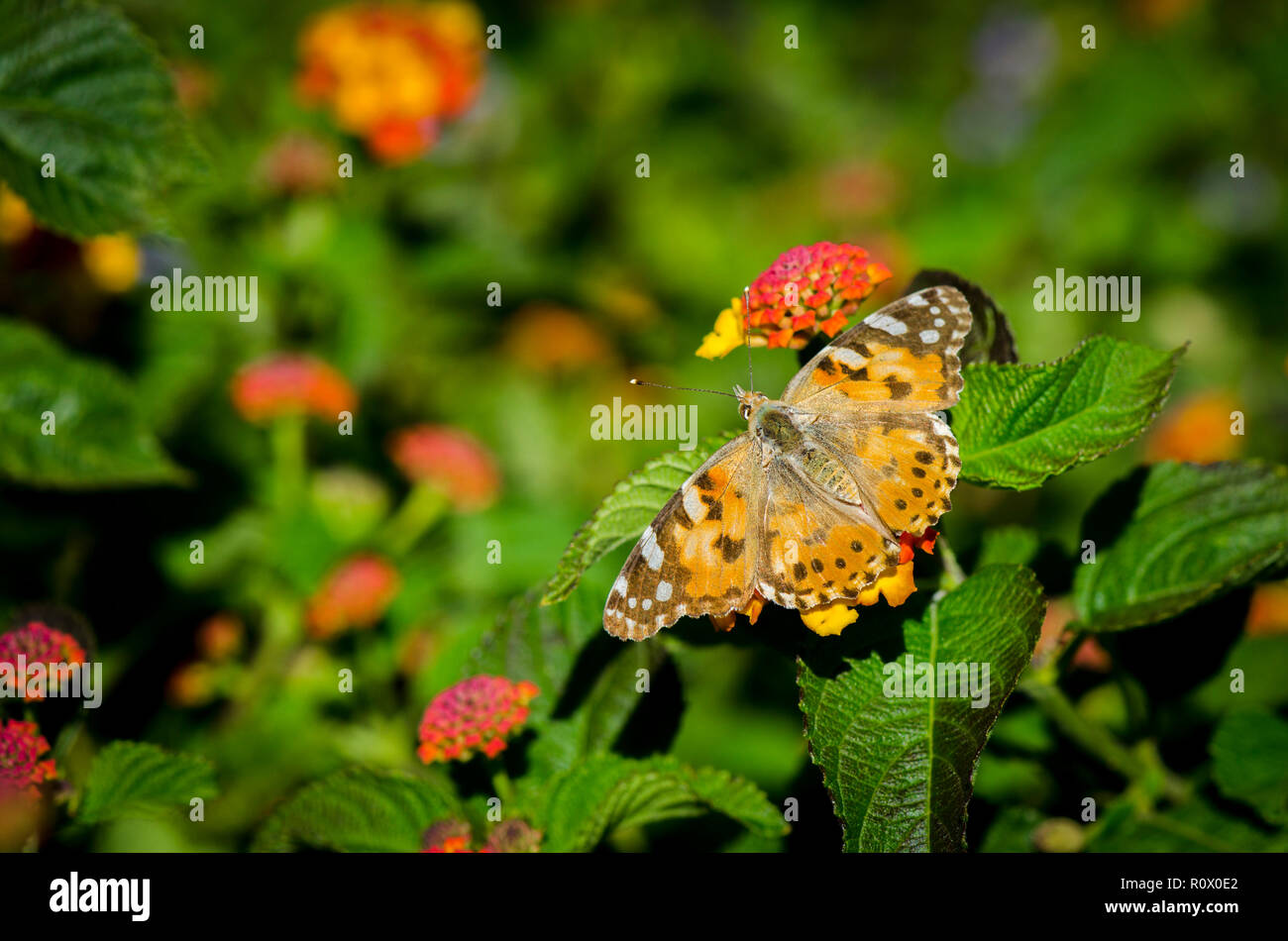 Belle Dame, papillon, vanesa cardui, se prélassant au soleil sur Lantana camara, wild-sage, rouge-sage, blanc- sage. Andalousie, Espagne, Banque D'Images