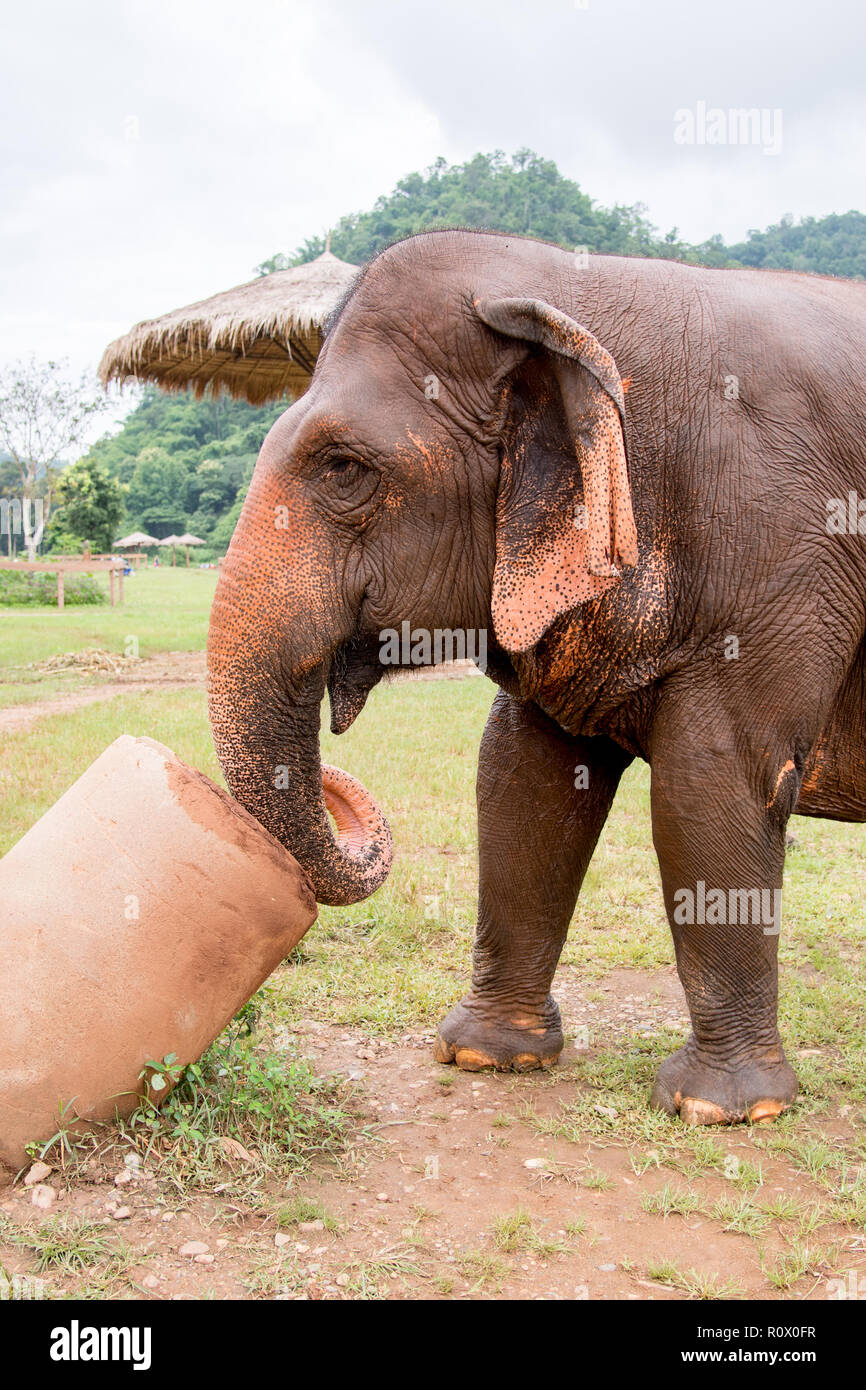 Un éléphant éléphant dans un centre de réadaptation et de sauvetage dans le Nord de la Thaïlande - Asie Banque D'Images