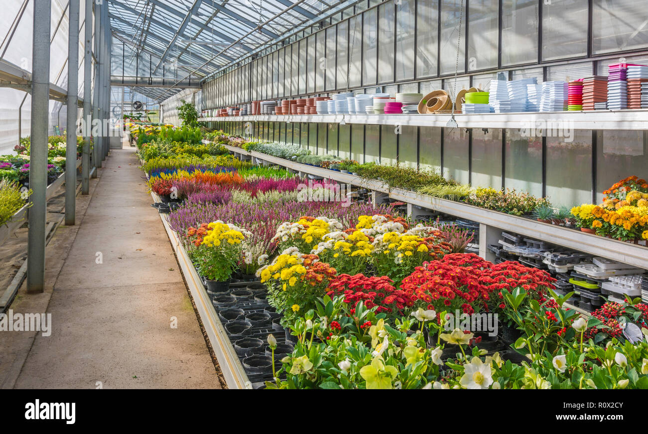 L'intérieur d'une grande serre avec des fleurs de saison fleurs et plantes pépinière. Fleurs et plantes à vendre. Trento, Italie du nord, en Europe Banque D'Images