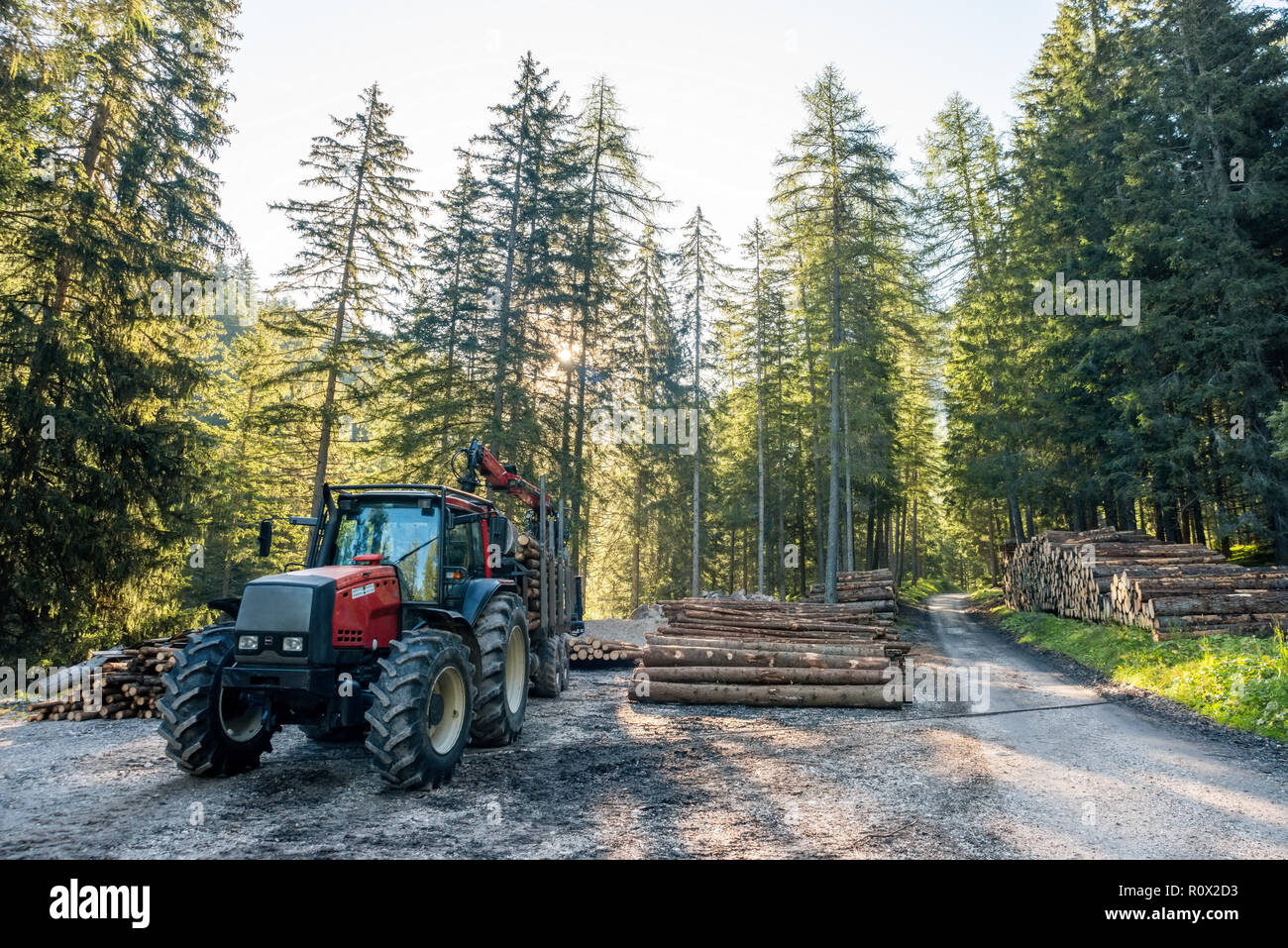 Chariot élévateur s'empare de bois en usine de transformation du bois, forêt de pins, de l'Europe Banque D'Images
