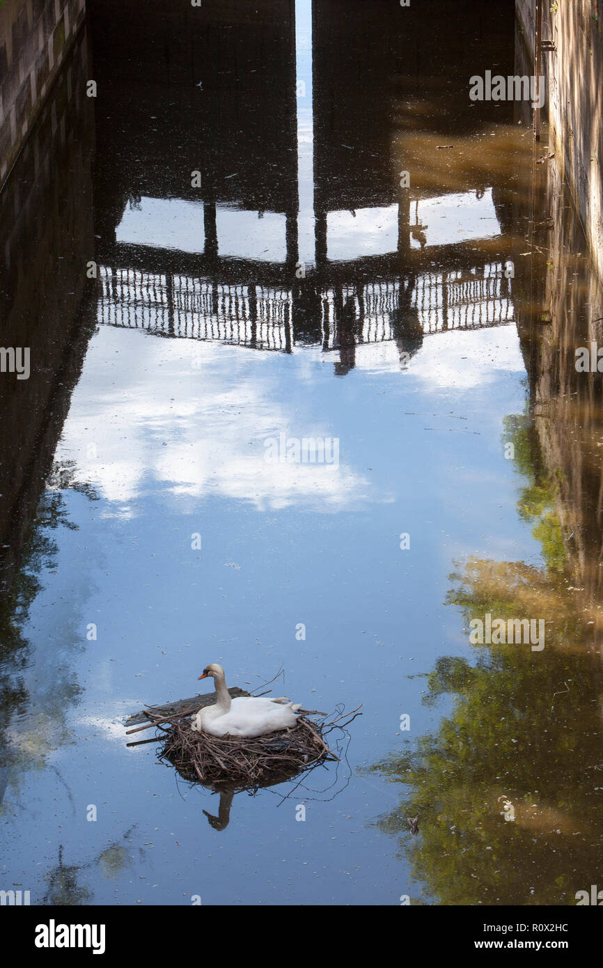 Un cygne est à la couvaison, floodgate Bad Karlshafen, Haute Vallée de la Weser, Weser Uplands, Thuringe, Hesse, Germany, Europe Banque D'Images