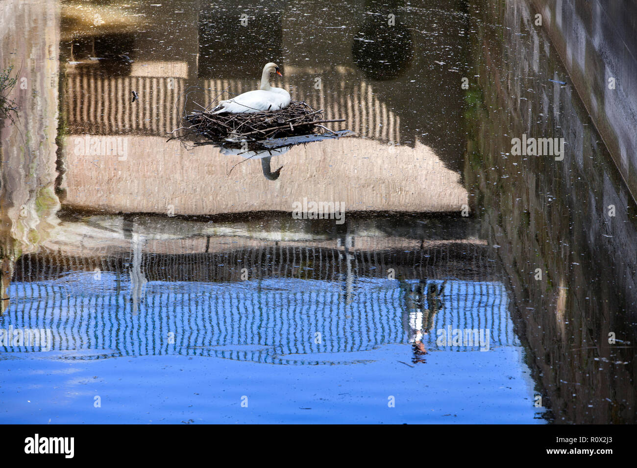 Un cygne est à la couvaison, floodgate Bad Karlshafen, Haute Vallée de la Weser, Weser Uplands, Thuringe, Hesse, Germany, Europe Banque D'Images