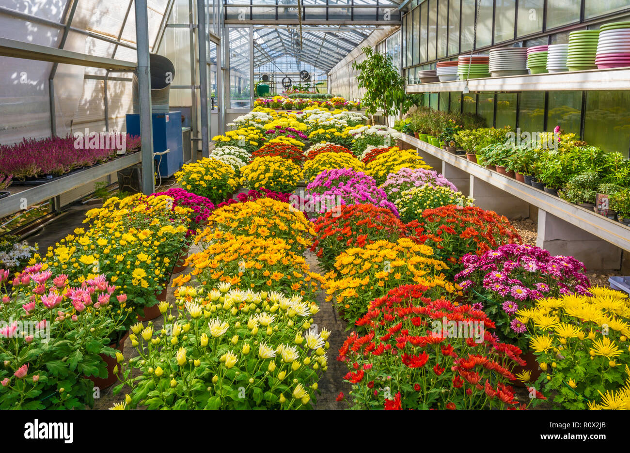 L'intérieur d'une grande serre avec des fleurs de saison fleurs et plantes pépinière. Fleurs et plantes à vendre. Trento, Italie du nord, en Europe Banque D'Images