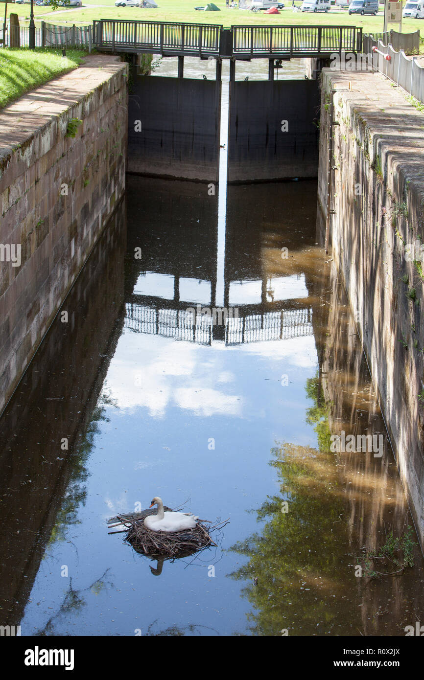 Un cygne est à la couvaison, floodgate Bad Karlshafen, Haute Vallée de la Weser, Weser Uplands, Thuringe, Hesse, Germany, Europe Banque D'Images