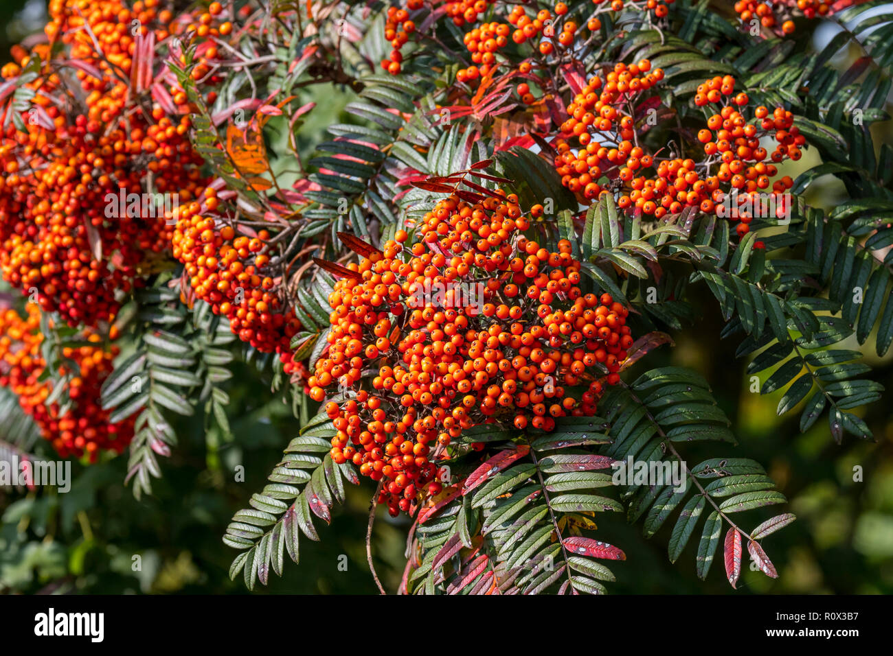 Sorbus scalaris, espèce de Rowan, originaire de l'ouest du Sichuan et du Yunnan en Chine. Close up of rouge / orange fruits rouges et des feuilles Banque D'Images