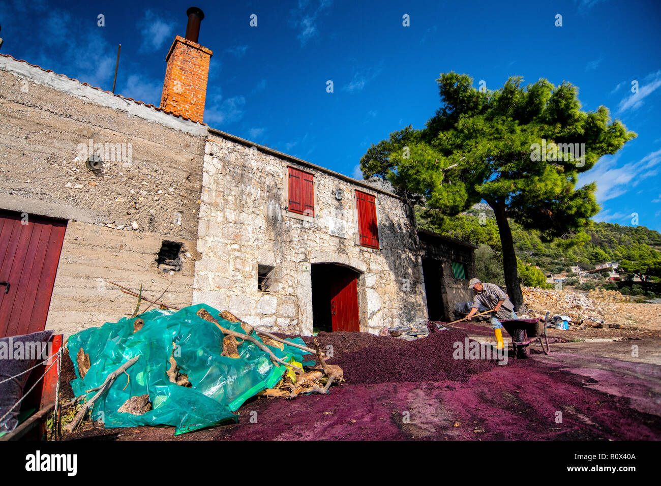 La production de la grappa dans le village de Sveta Nedilja sur l'île de Hvar, Croatie. - Grignons issus de la vinification après avoir appuyé sur le raisin. Banque D'Images