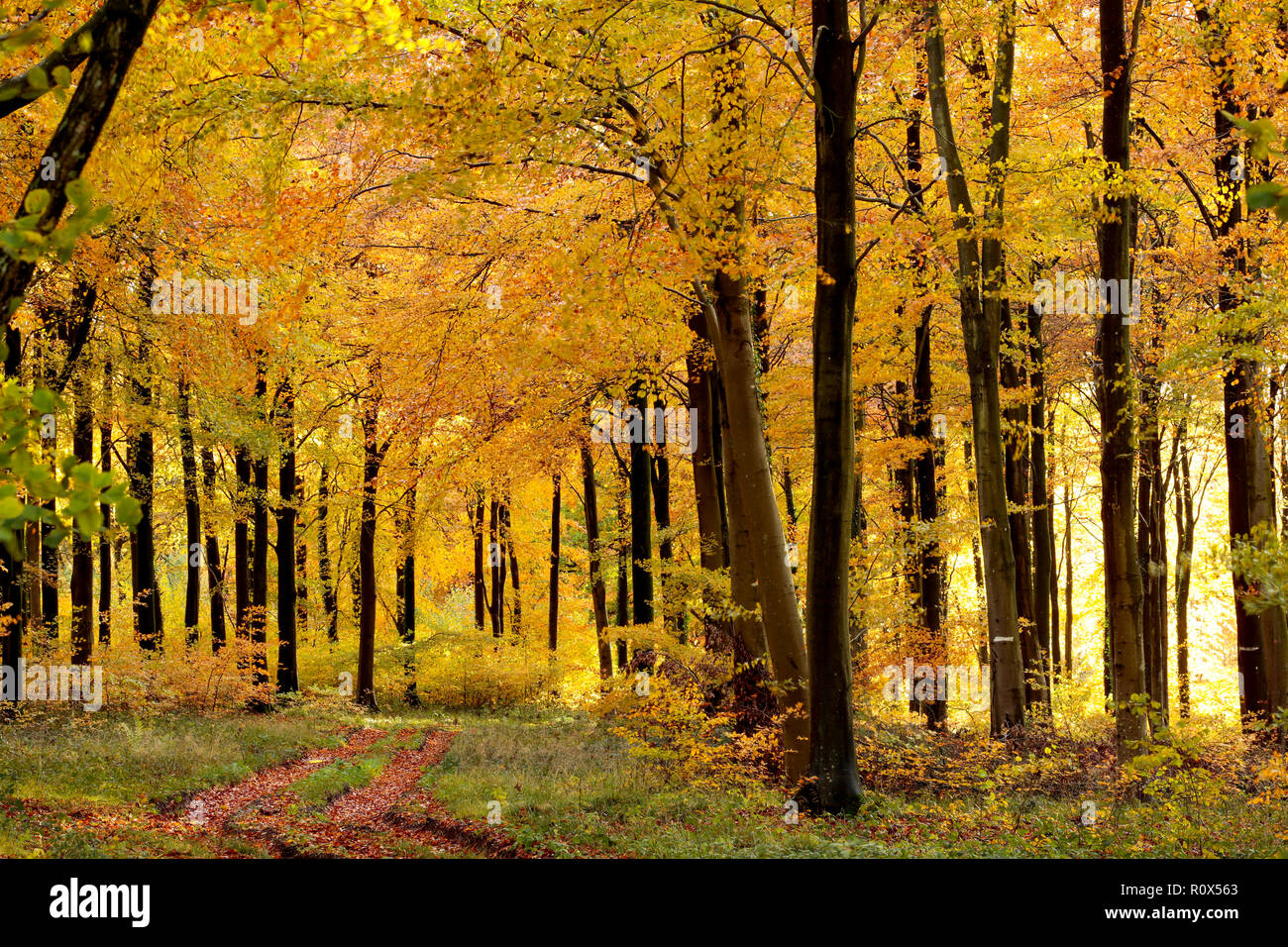 Après-midi la lumière du soleil d'automne en novembre qui brillait à travers les hêtres à côté d'une autre voie. Dorset England UK GO Banque D'Images
