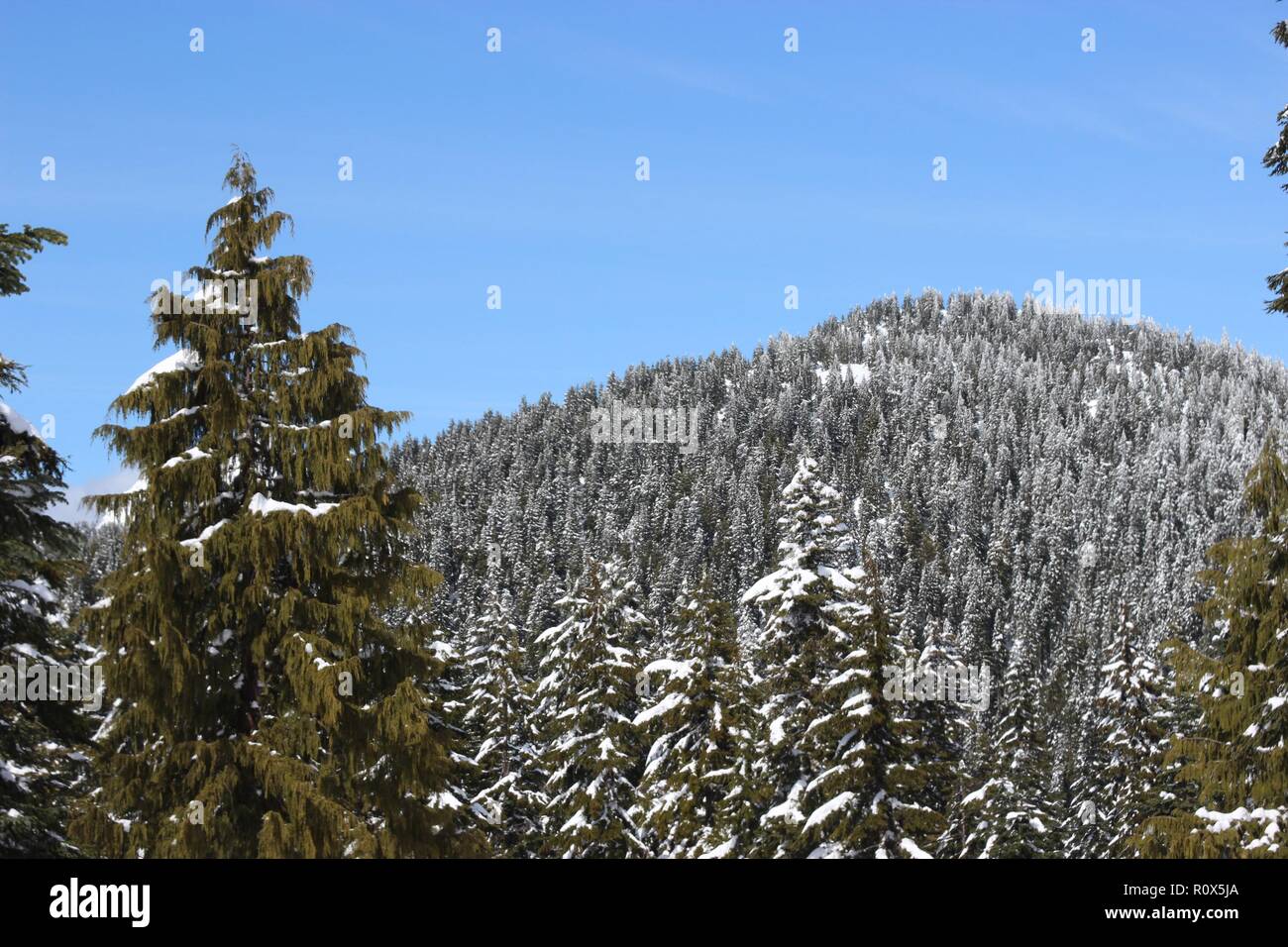 Arbres de Noël (conifères) recouvert de neige, Grouse Mountain, Vancouver, Canada Banque D'Images