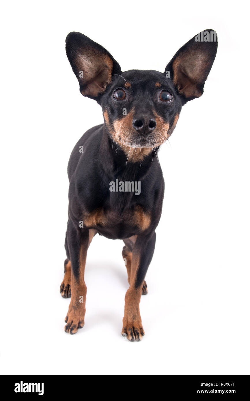 Race De Chien Pinscher Allemand Isolé Sur Fond Blanc Banque