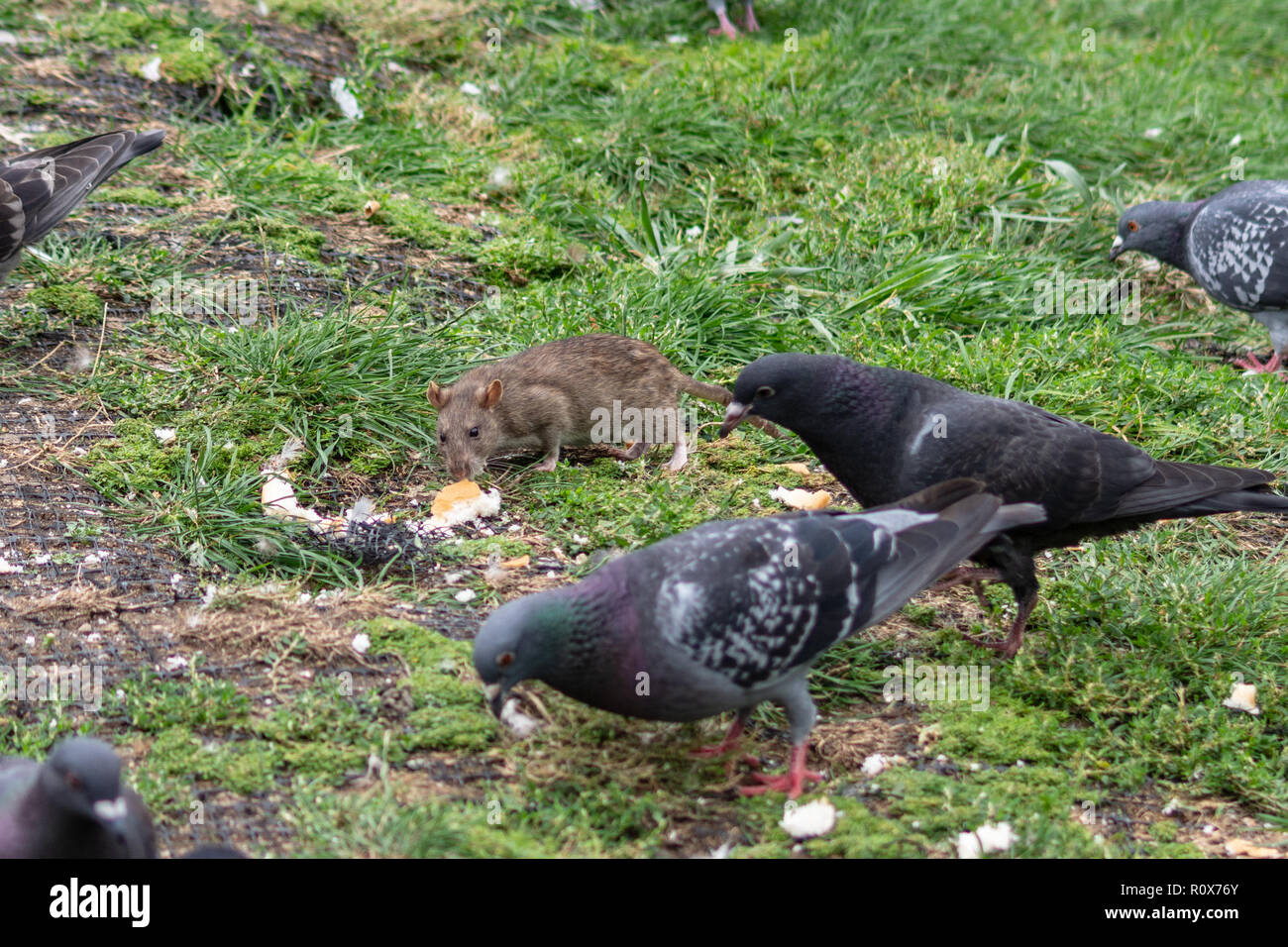 Un rat surmulot (Rattus norvegicus) Les charognards un morceau de pain entouré par les pigeons (Columba livia) sur la rive de la rivière Avon à chippenham Banque D'Images