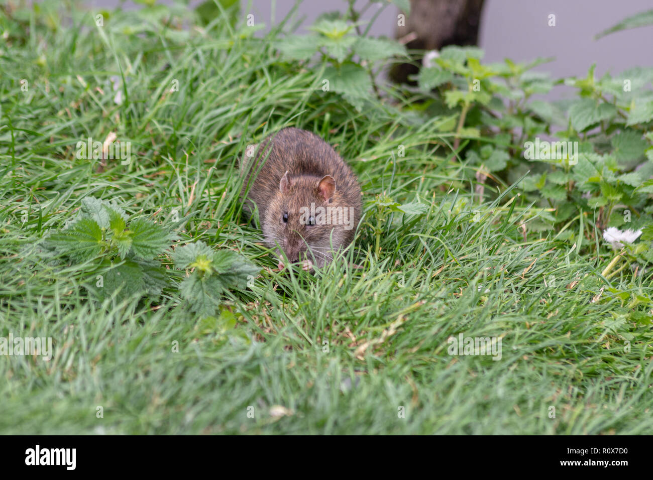 Un rat surmulot (Rattus norvegicus) grignoter quelque chose sur les rives de la rivière Avon avec l'herbe et les orties en Garbsen UK Banque D'Images