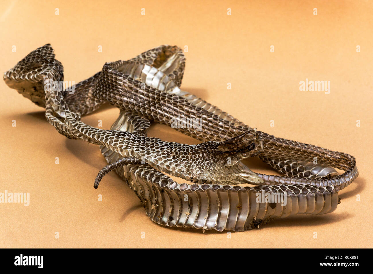 Peau de fonte d'un serpent de whip occidental (Columber viridiflavus).la peau, sans être étirée, mesurée 1 m 30 cm. France du Sud-Ouest. Banque D'Images