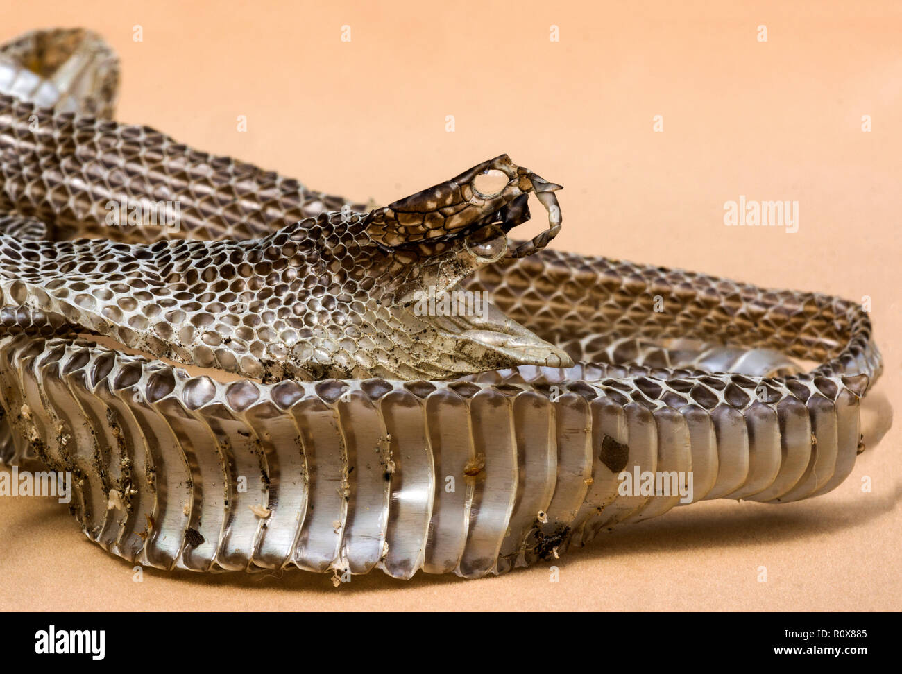 Peau de fonte d'un serpent de whip occidental (Columber viridiflavus).la peau, sans être étirée, mesurée 1 m 30 cm. France du Sud-Ouest. Banque D'Images