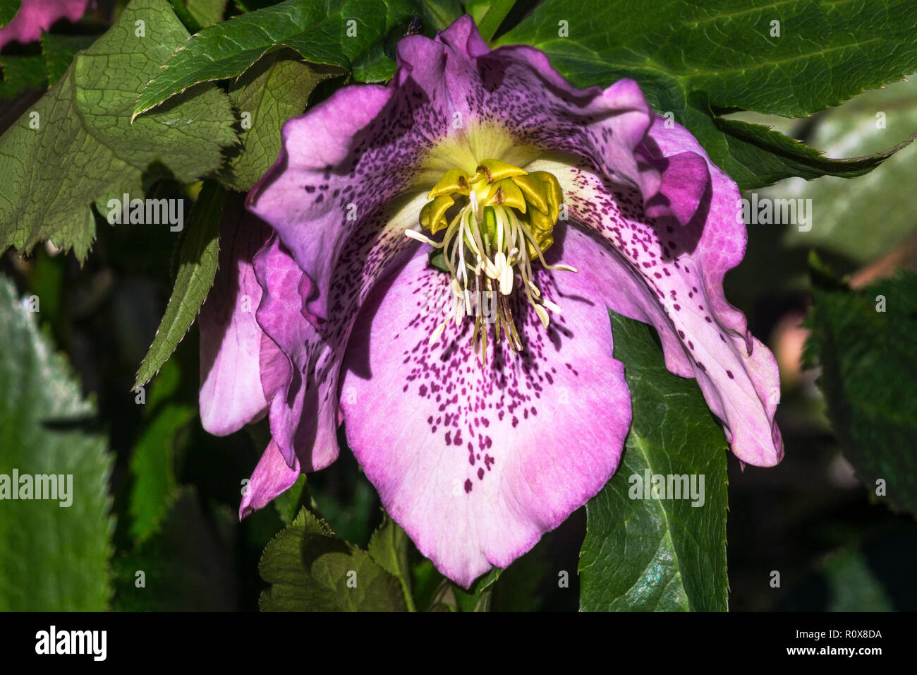 Close-up du centre d'une fleur Hellebore Helleborus atrorubens ().avec ses anthères jaunes. Banque D'Images