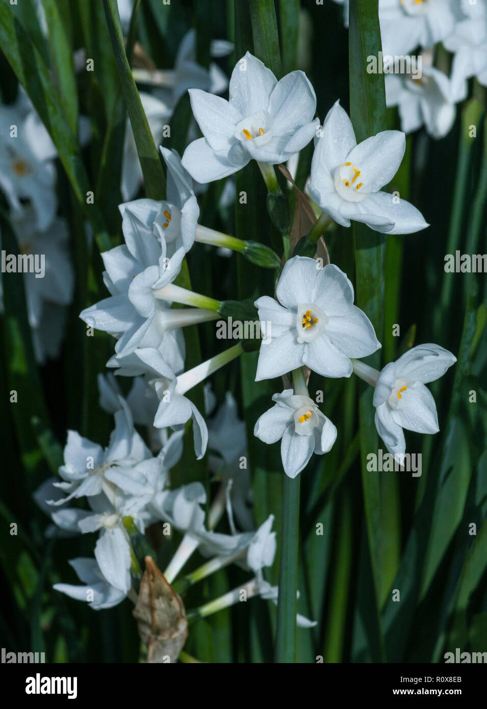 Le blanc du papier JONQUILLE Narcissus tazetta (papyraceus) est une espèce  sauvage.Il est originaire d'Europe du Sud Photo Stock - Alamy