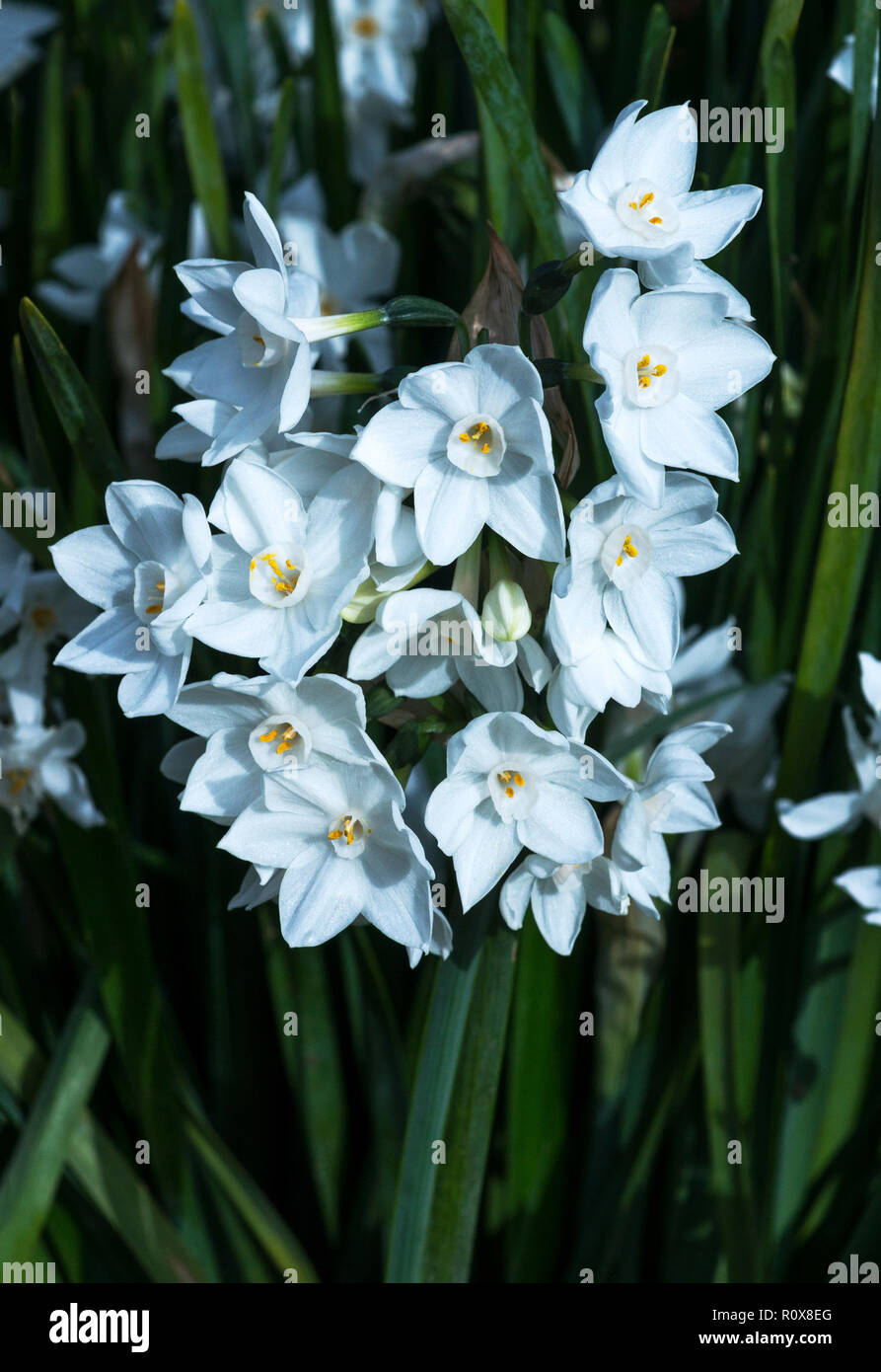 Le papier jonquille blanc (Narcisse tazetta papyraceus) est une espèce  sauvage.il provient de l'Europe du Sud.photo dans le Sud-Ouest de la France  Photo Stock - Alamy