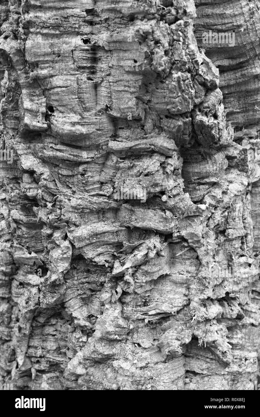 Vieil arbre écorce texture monochrome. Arrière-plan de conception graphique ou texte Banque D'Images