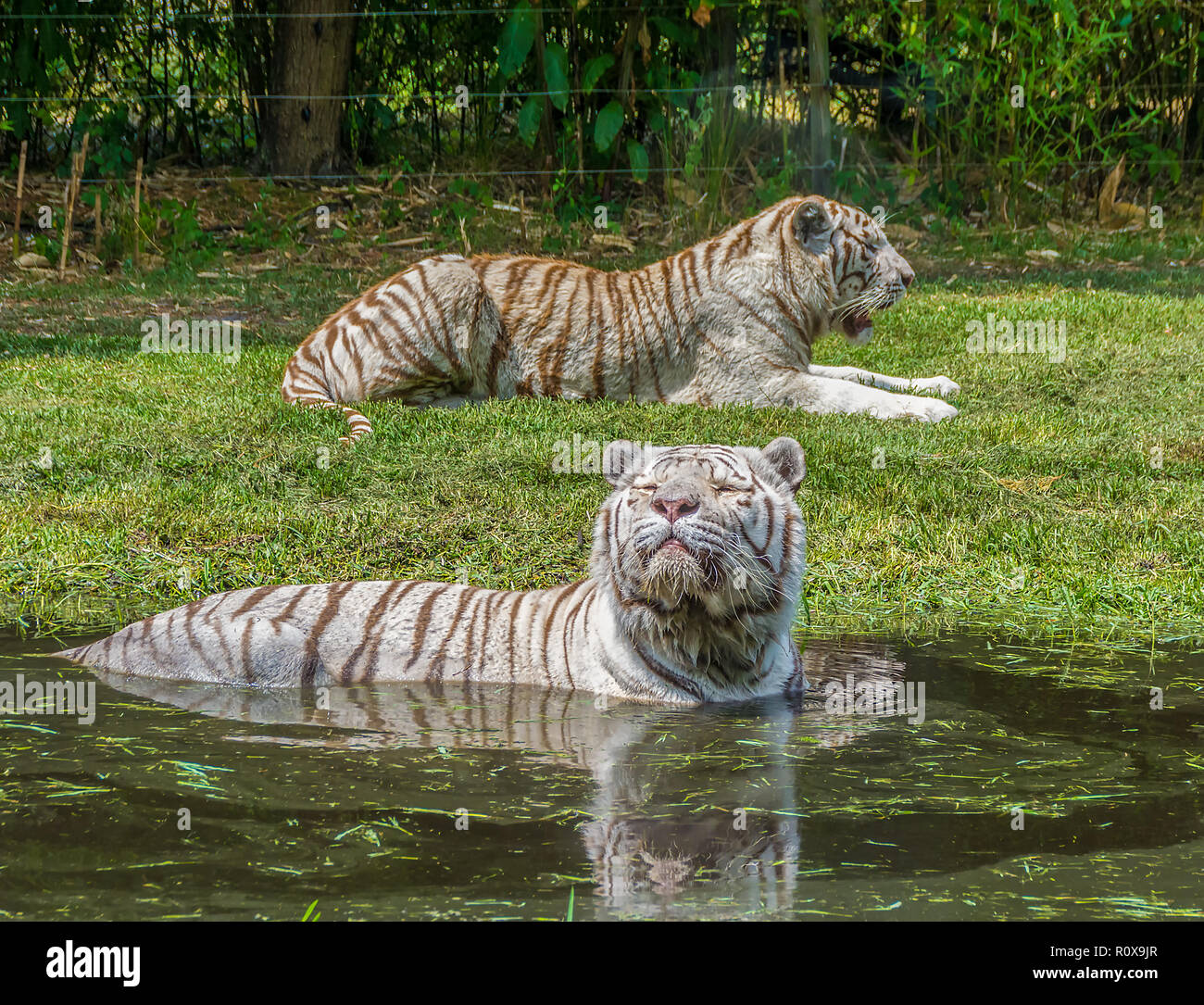 Couple de tigres blancs sur la rive au Zoo Banque D'Images
