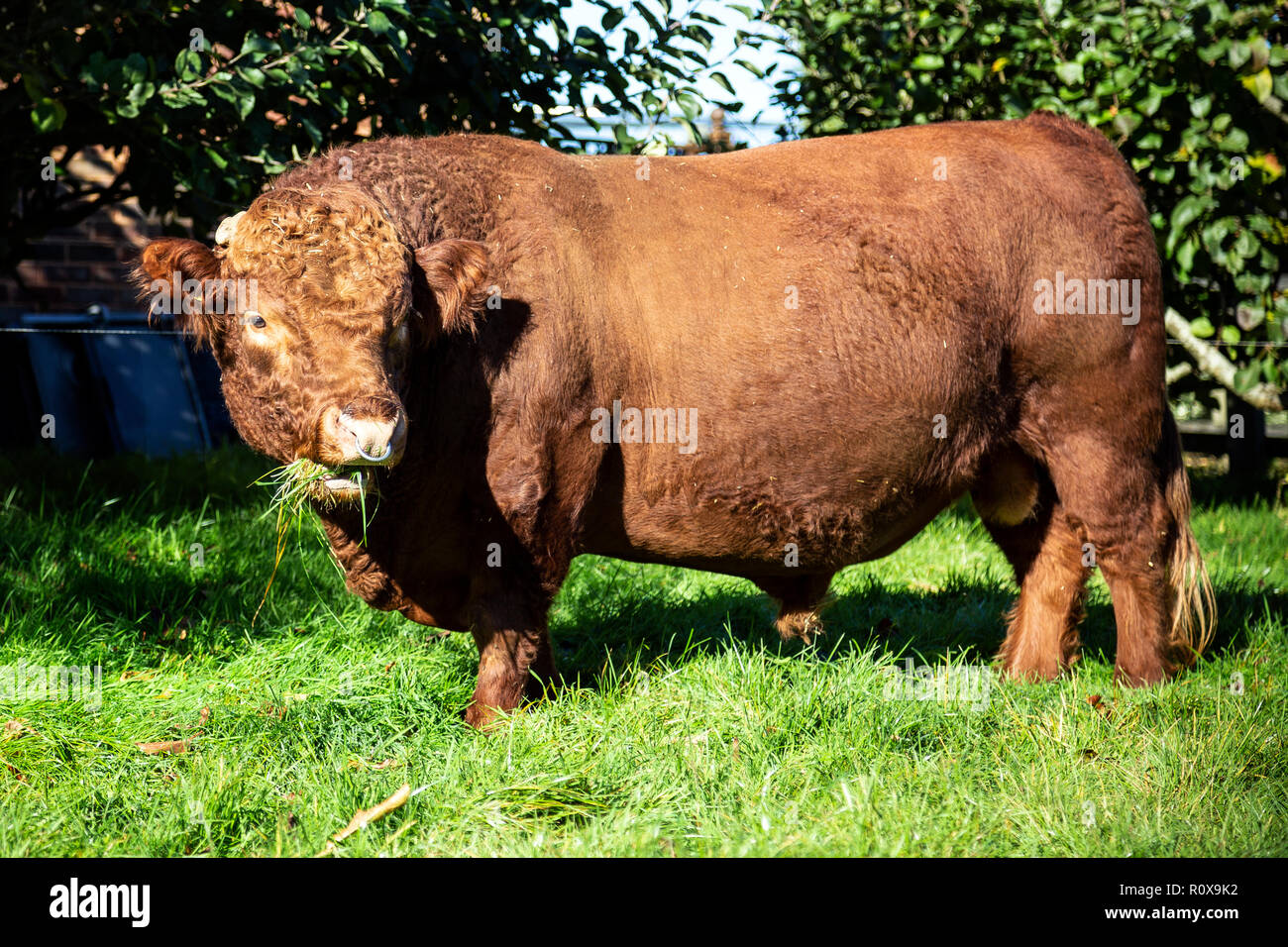 Dexter - Bull Animal, bovin, l'Agriculture, de l'animal, le comportement animal, boeuf, Brown, vache, produit laitier, l'Angleterre, l'Europe, Ferme, Champ, Horizontal, Horned, Banque D'Images