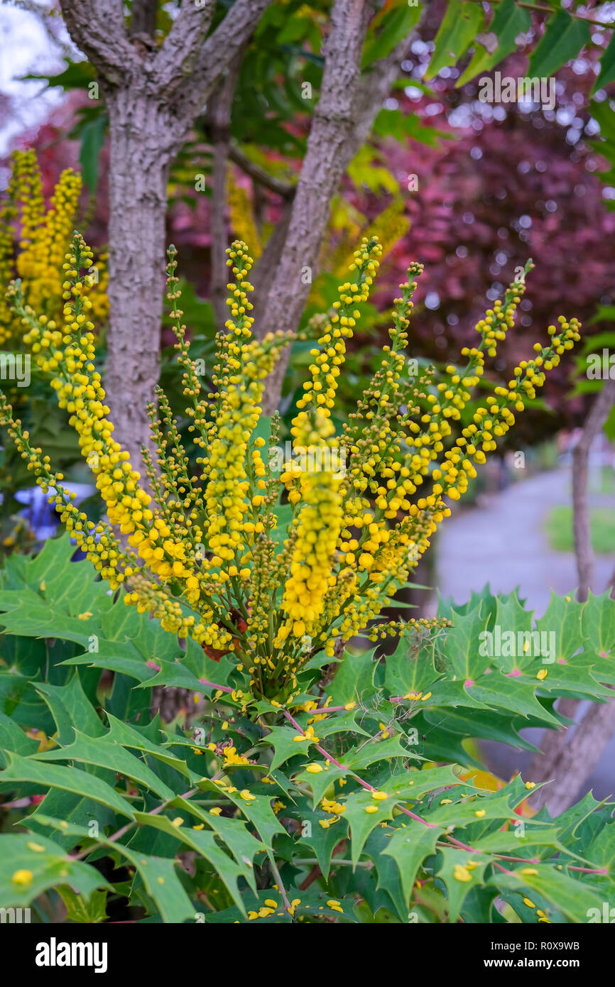 Mahonia x media Charity la floraison à l'automne dans la région de East Grinstead Banque D'Images