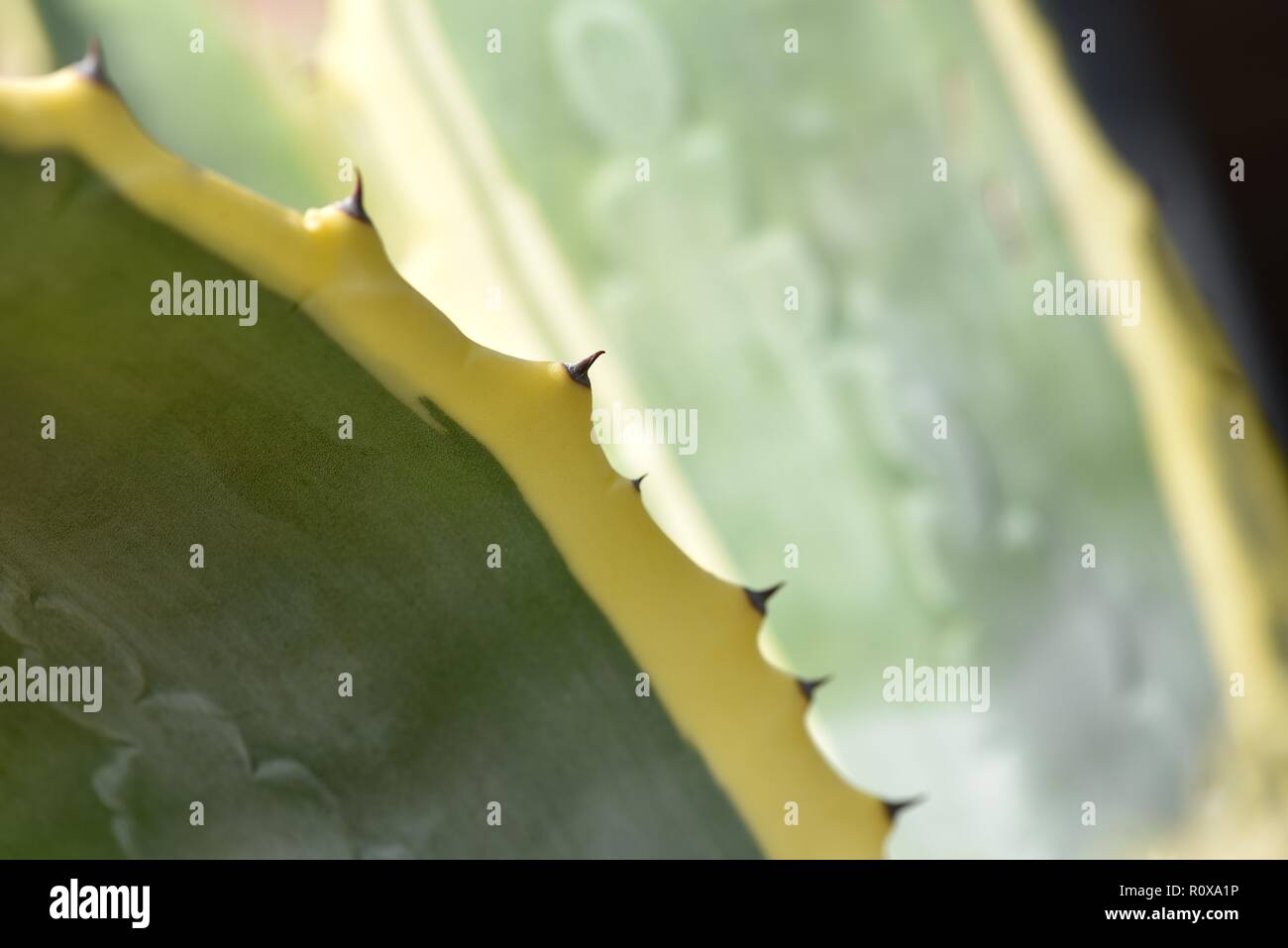 Agave americana variegata : un détail de l'extrémité des feuilles d'un agave Banque D'Images