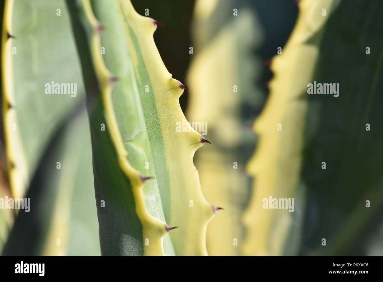 Agave americana variegata : les langues de rigide un agave Banque D'Images