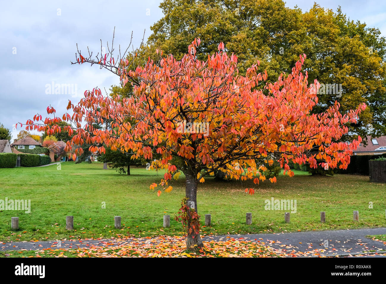 Bird cherry (Prunus padus) arbre en automne à East Grinstead Banque D'Images