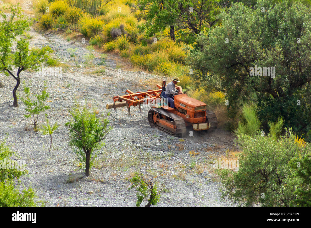 Fiat 605C Crawler tracteur labourant une amande raide Grove, Espagne Banque D'Images