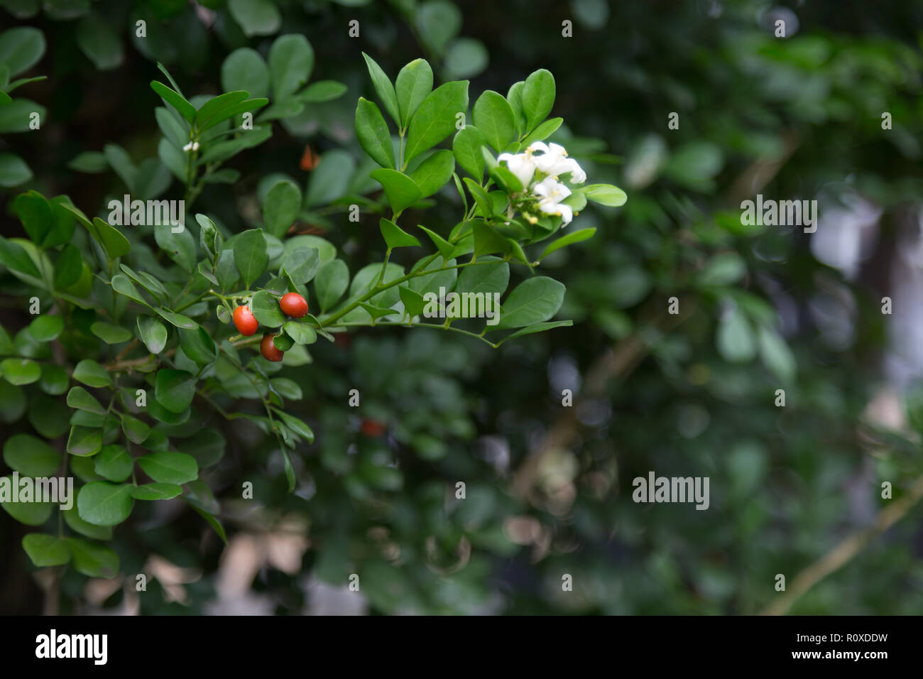 Jasmin orange (Murraya paniculata) petit, blanc, fleurs et fruits parfumés, haie, clôture vivante dans le jardin, Asuncion, Paraguay Banque D'Images