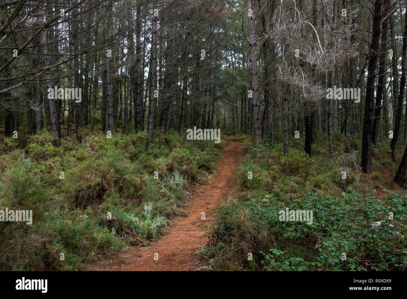 L'un des chemin Trail, avec de la végétation verte menant dans la forêt de pins, Refugio de Juanar, Espagne. Banque D'Images