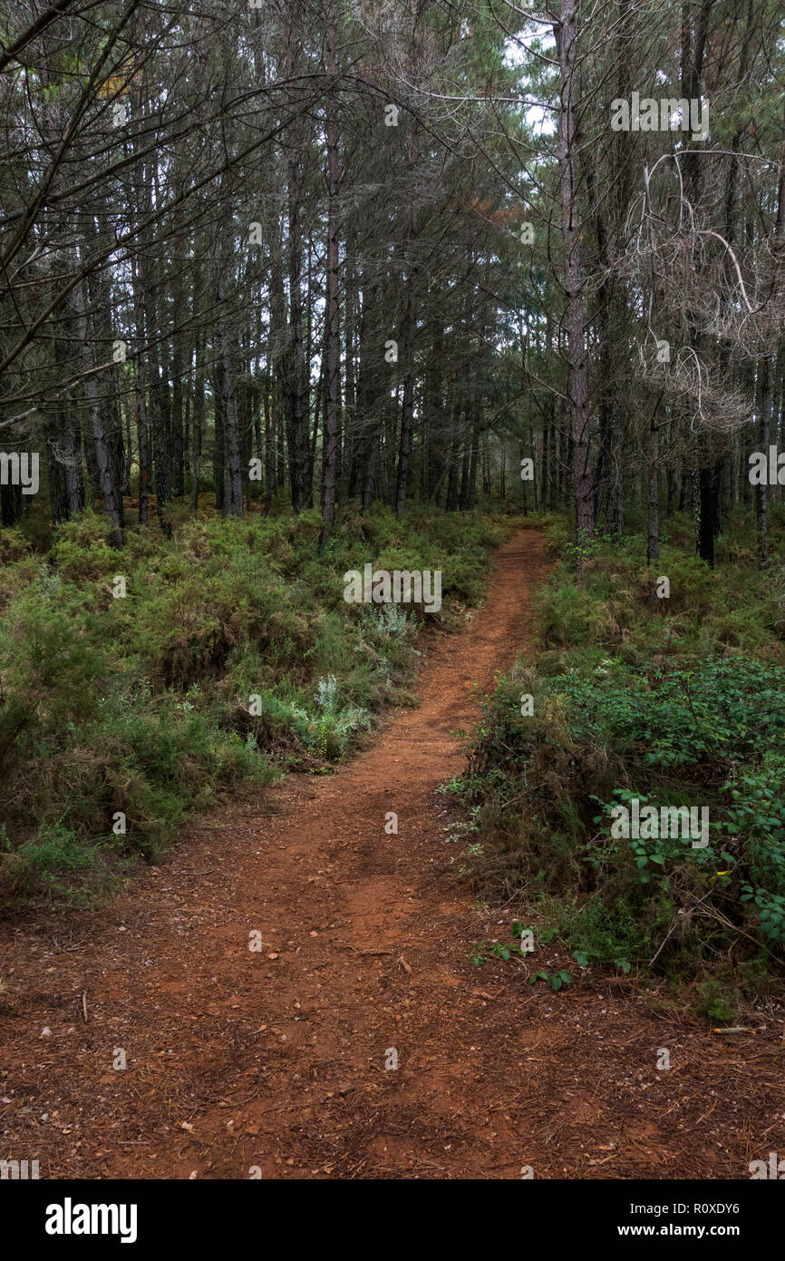 L'un des chemin Trail, avec de la végétation verte menant dans la forêt de pins, Refugio de Juanar, Espagne. Banque D'Images