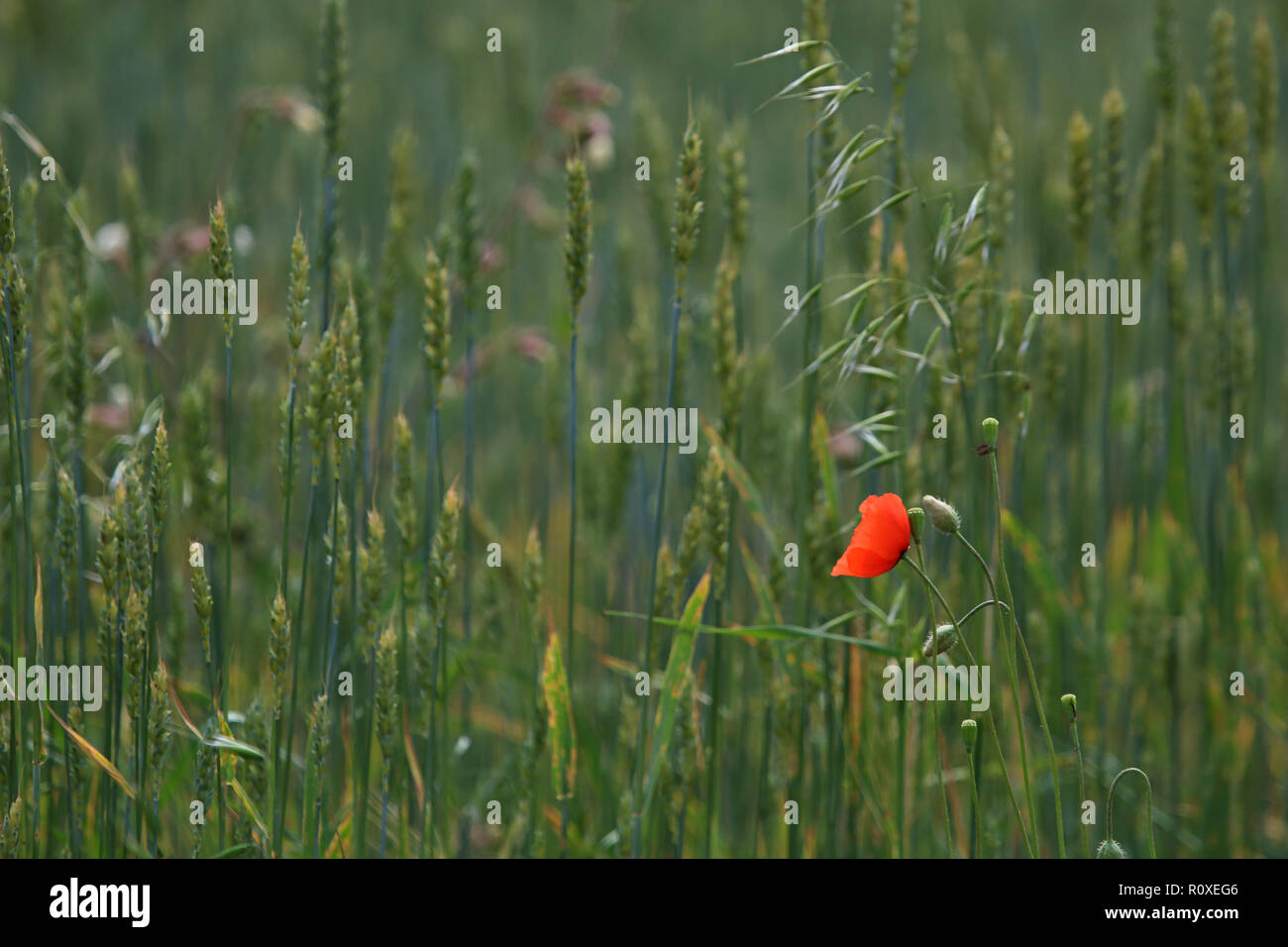 Avis d'un rouge coquelicot sur fond de champ de céréales ; Rouge coquelicot sur une herbe verte. Prairie avec des fleurs. Fleurs sauvages. Nature fleur. Banque D'Images