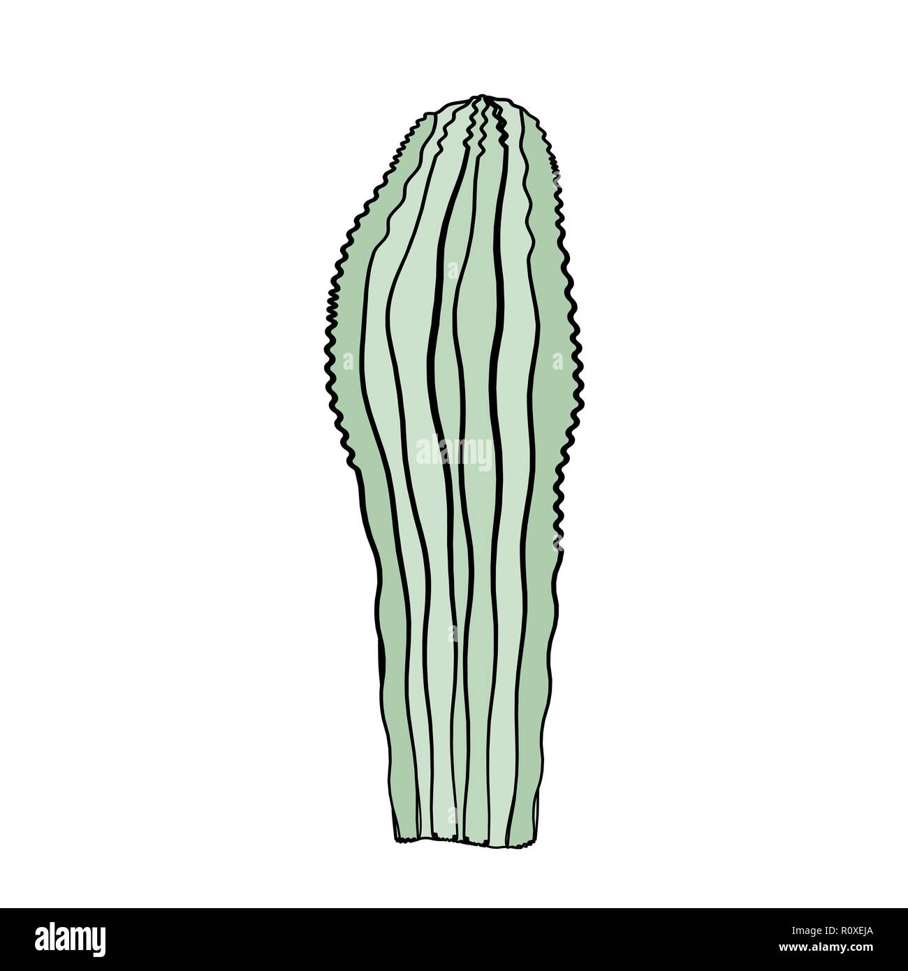 Vector illustration avec cactus isolé sur fond blanc Illustration de Vecteur
