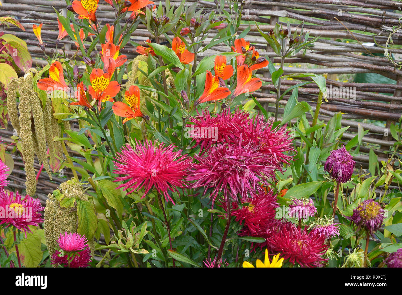 Fleurs colorées avec une frontière close up of Callistephus chinensis 'Star Scarlet' et 'Indian Summer' Alstromeria Banque D'Images