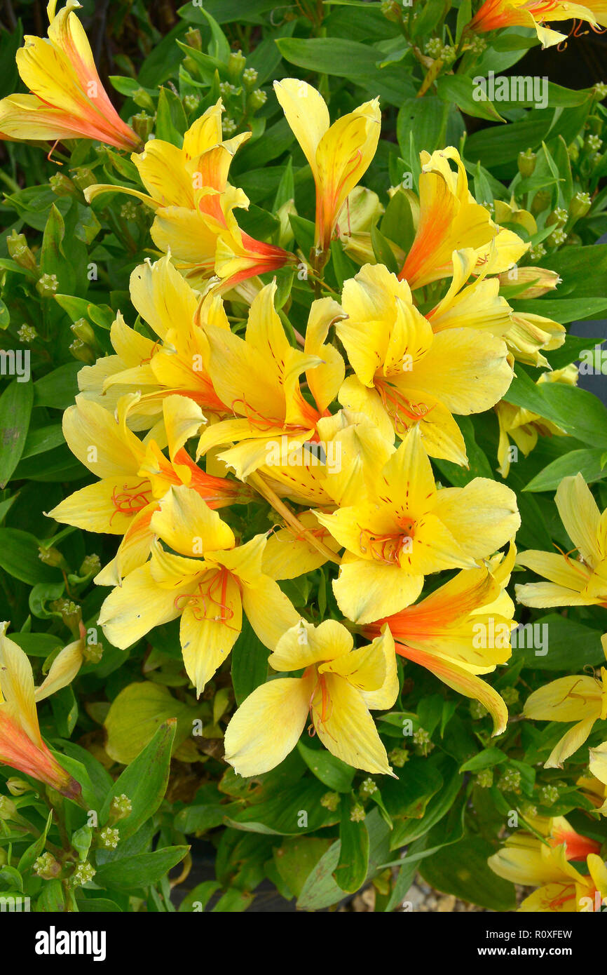 Fleurs colorées avec une frontière close up un Alstromeria jaune Banque D'Images