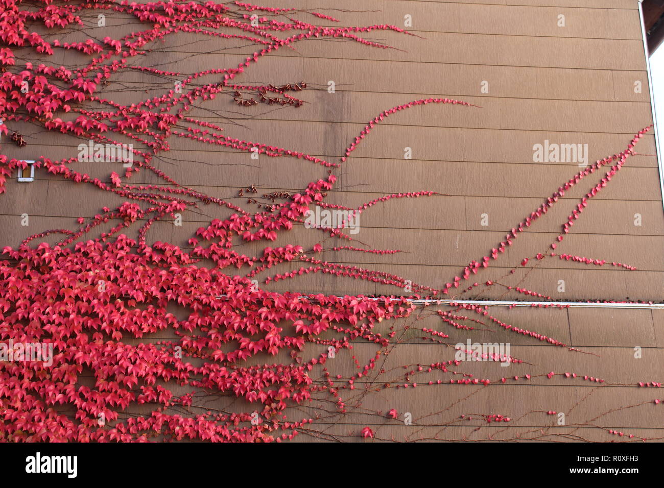 Vignes rouges couvrant le côté d'une maison Banque D'Images