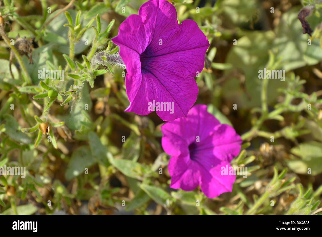 Fleurs colorées avec une frontière close up de pourpre Petunia 'Wave' Banque D'Images