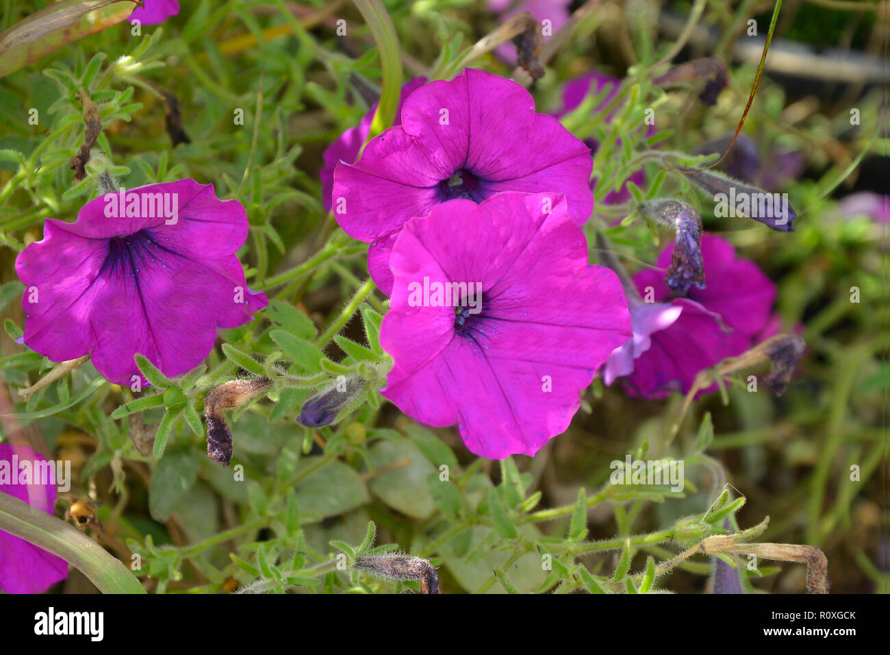 Fleurs colorées avec une frontière close up de pourpre Petunia 'Wave' Banque D'Images