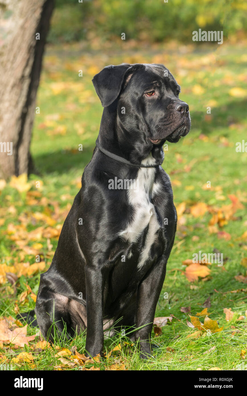 Portrait Dun Cane Corso Race De Chien Sur Un Fond Nature