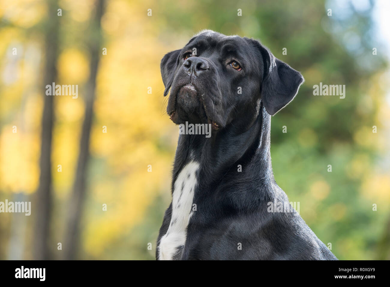 Portrait Dun Cane Corso Race De Chien Sur Un Fond Nature
