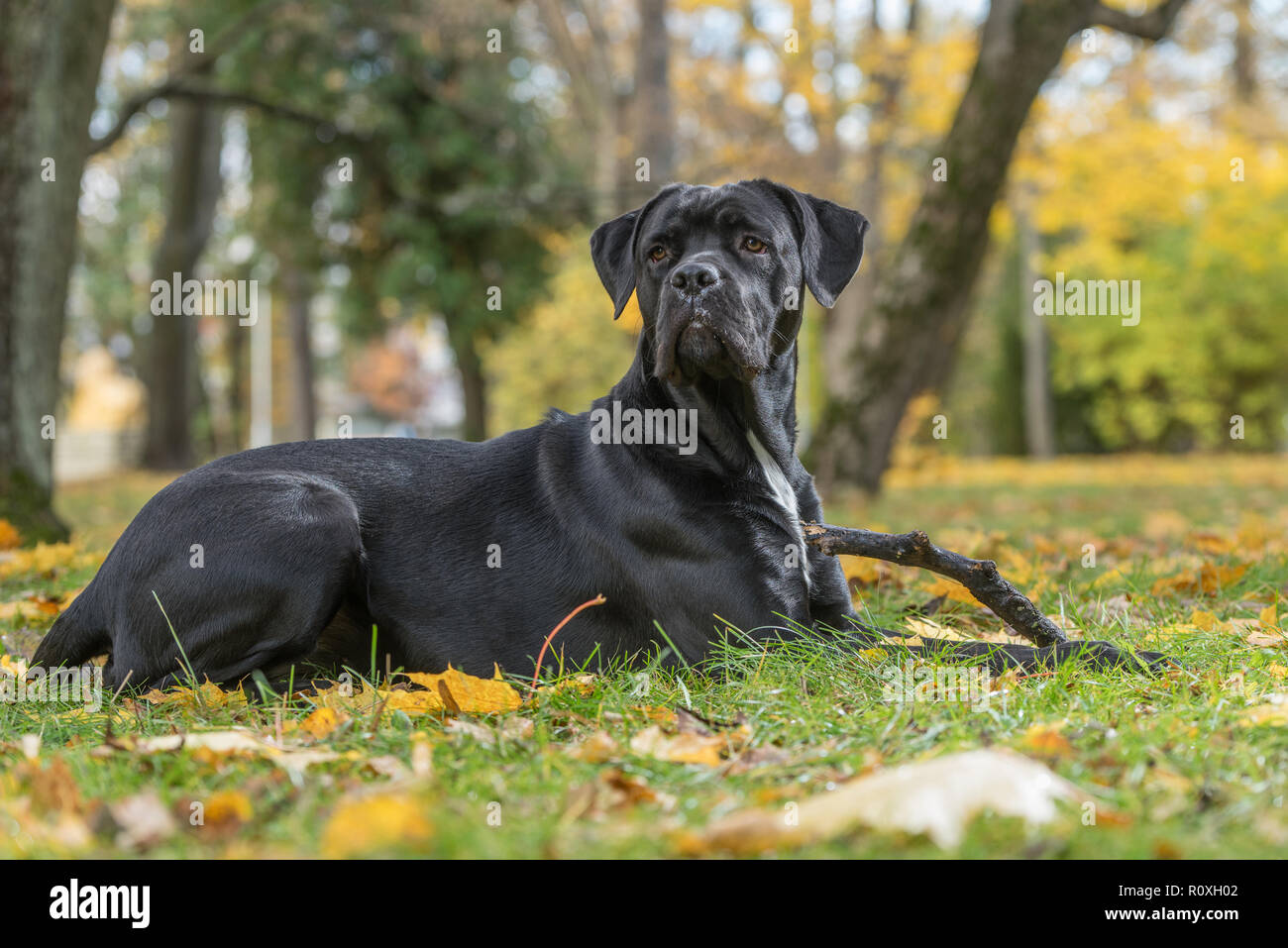 Portrait Dun Cane Corso Race De Chien Sur Un Fond Nature