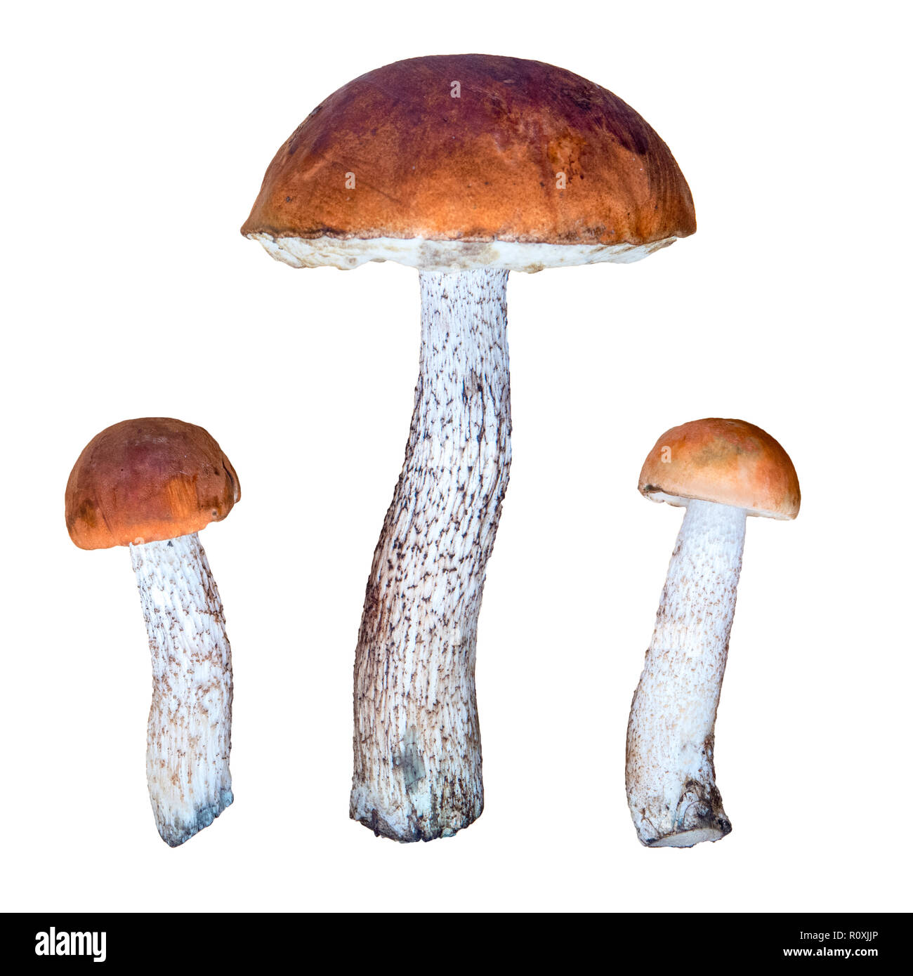 Le Leccinum aurantiacum, trois bouleau orange champignons bolets isolé sur fond blanc. Banque D'Images