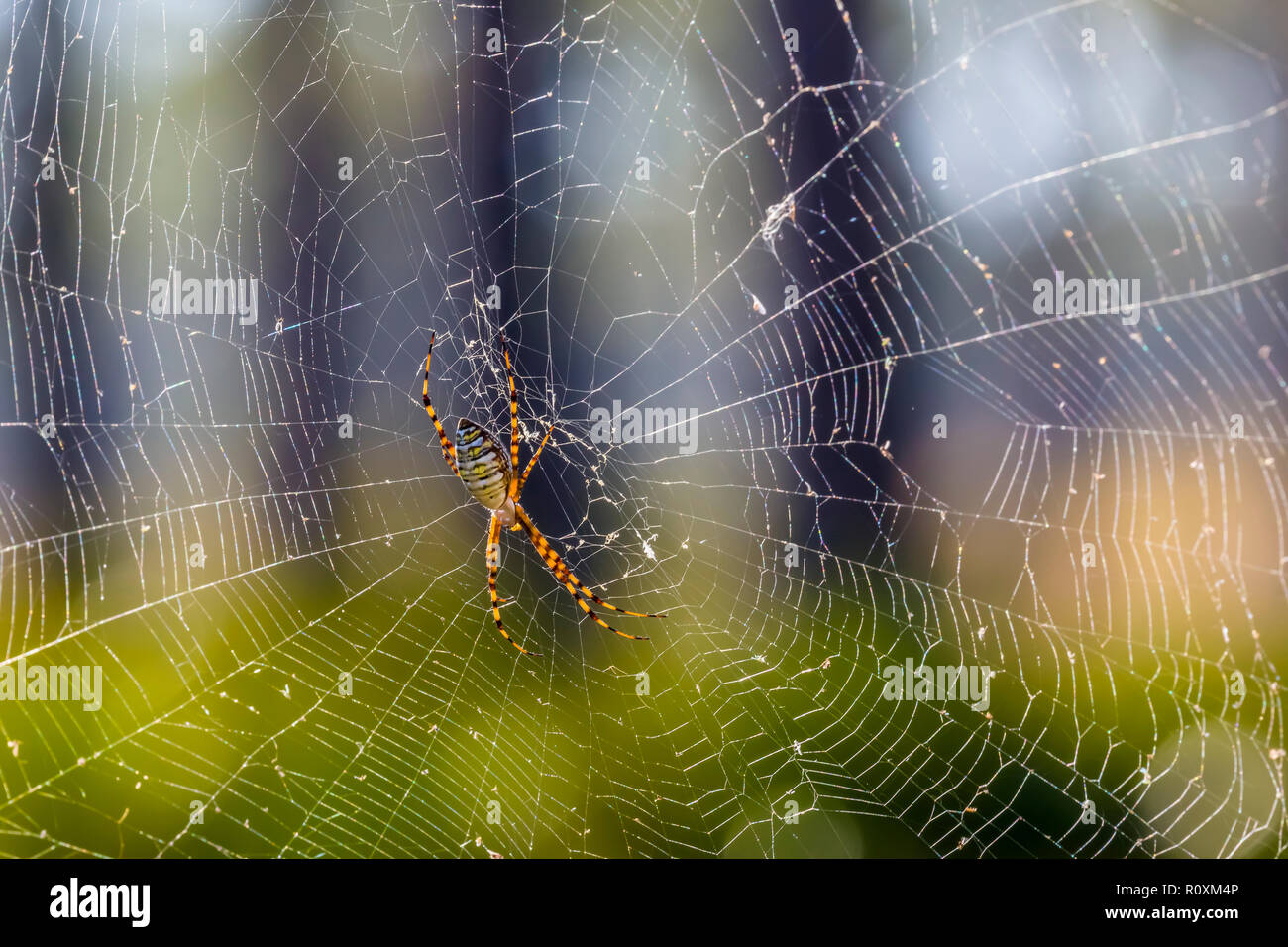 Close up of banana spiders ou golden orb-tisserands sur spider spider web Banque D'Images