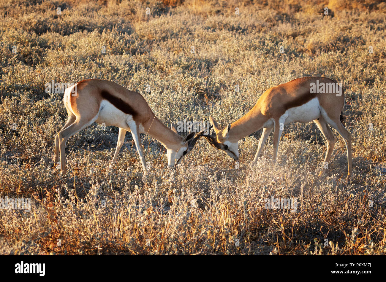 Springbok - deux springboks mâles adultes ( Antidorcas marsupialis ) enfermant des cornes et se battant au-dessus du territoire, Namibie Afrique. Animaux africains Banque D'Images
