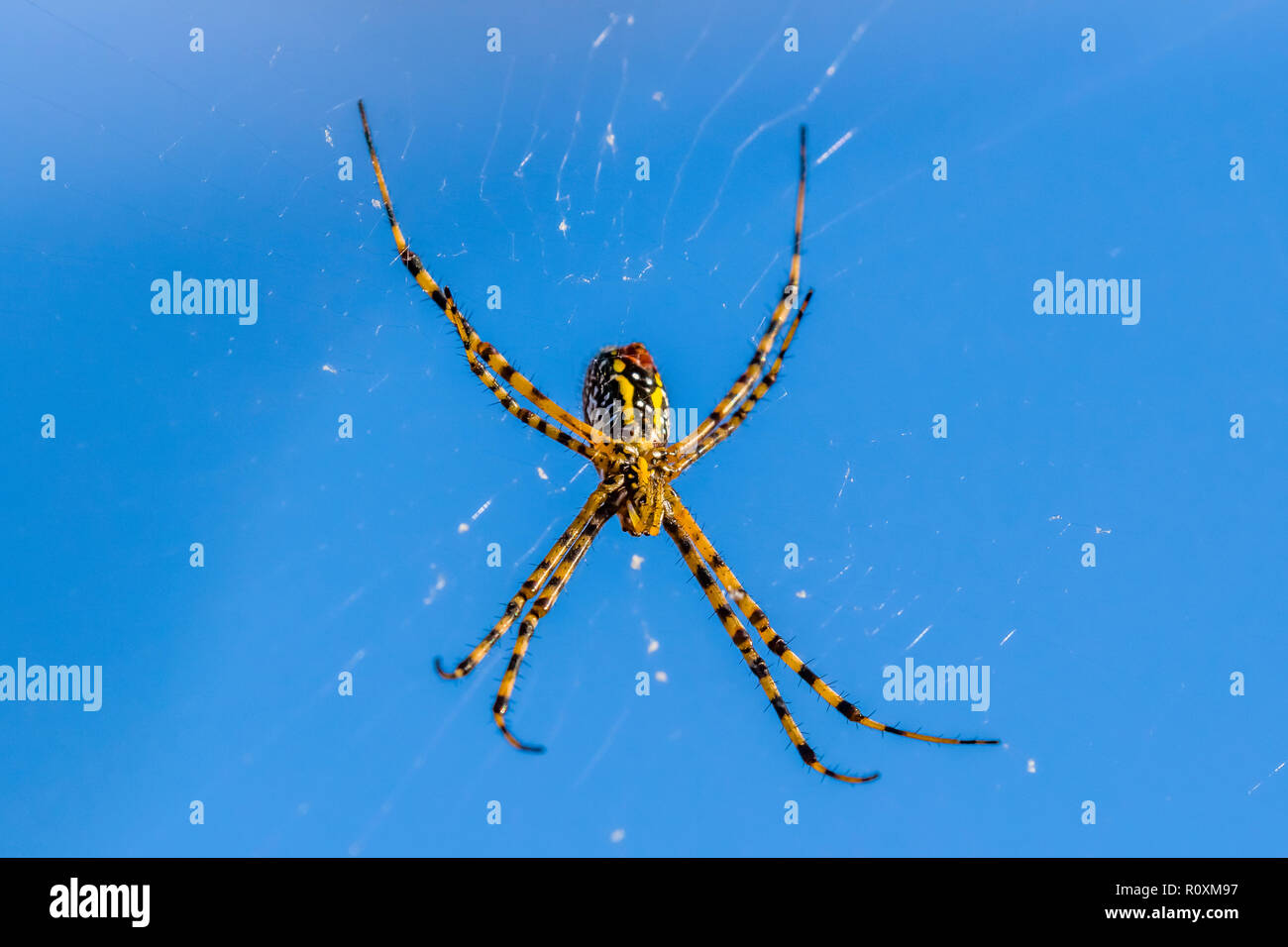 Close up of spider sur spider web Banque D'Images