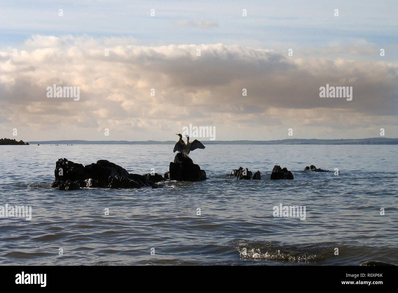 Une paire de cormorans perchent sur des rochers sur la côte de Dumfries et Galloway à Knockbrex, près de Bouge, Kirkcudbright. SW Ecosse, pour sécher leurs ailes après avoir pêché pour la nourriture à Wigtown Bay Banque D'Images