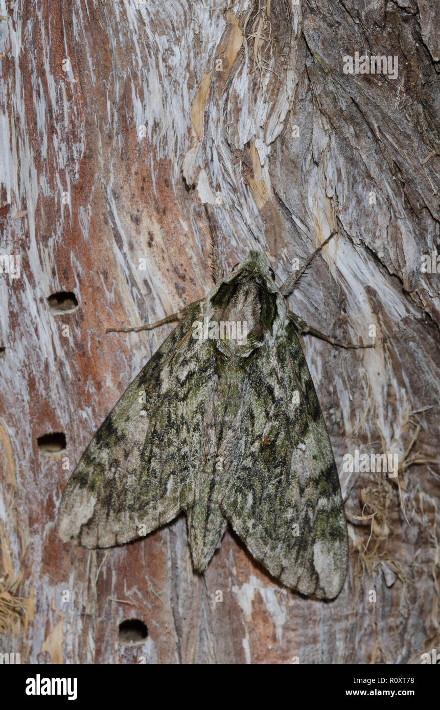 Hagen's Sphinx, Ceratomia hageni Banque D'Images